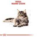 ROYAL CANIN FBN Maine Coon - mokra karma dla dorosłego kota - 12x85g