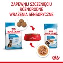 ROYAL CANIN SHN Maxi Puppy w sosie 10X140G
