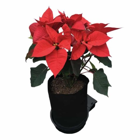 AUTOPOT SMARTPOT MODUŁ 18,9L APSMART/MODULE 9MM