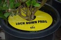 PUŁAPKA OWADOBÓJCZA LOCK DOWN PADS 15*15CM 8SZ