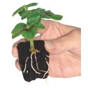 ROOT!T FIRST FEED 250ML