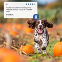 FARMINA N&D Dog Lamb, Pumpkin, Blueberry Adult - mokra karma dla psa - 285g